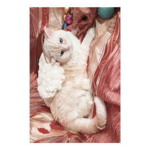 Foto Anjo Kitty