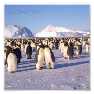 Foto Antártica, bando de pinguins fotografados