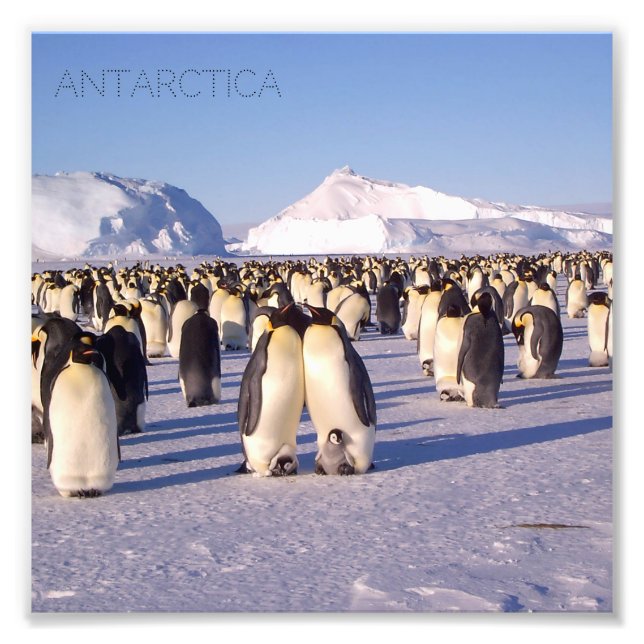 Foto Antártica, bando de pinguins fotografados (Frente)