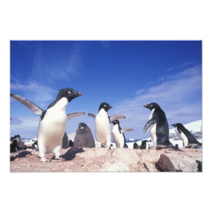Foto Antártida, Pinguim Adelie Pygoscelis