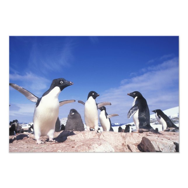 Foto Antártida, Pinguim Adelie Pygoscelis (Frente)