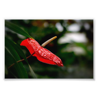 Foto Anthurium Tropical Laceleaf Tailflower
