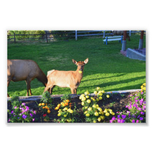 Foto Apanhado - Um Elk Calf com um Marigold
