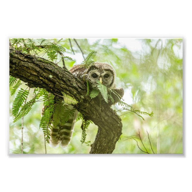 Foto Apenas uma espiada (Frente)