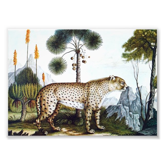 Foto Aquarela de um Chita (Zotl) (Frente)