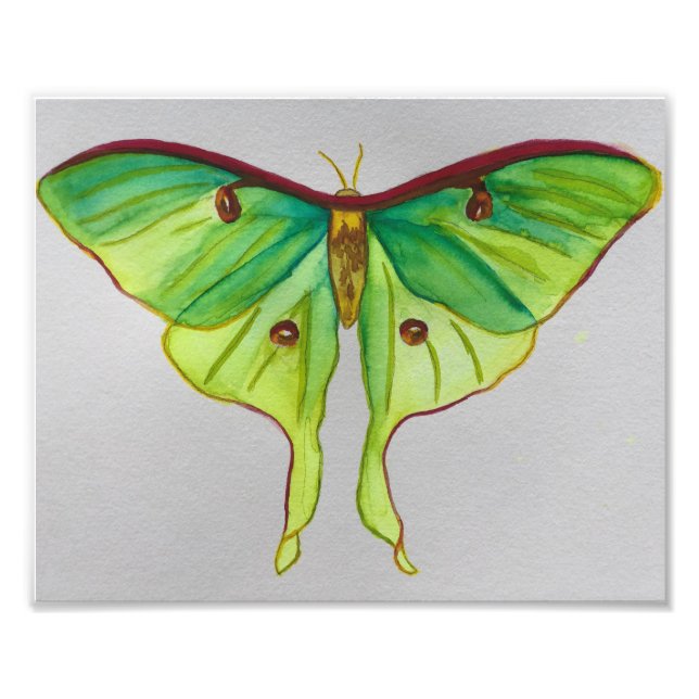 Foto Aquarela Luna Moth (Frente)