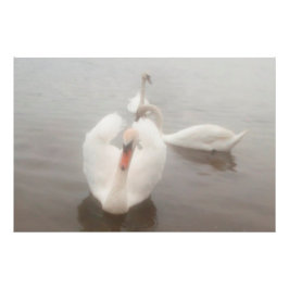 Foto Aquarelas Modernas Elegantes Cisnes no Danúbio