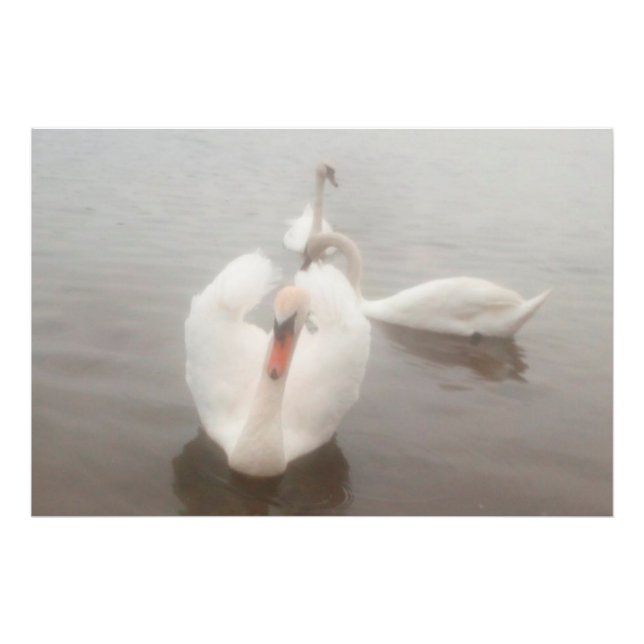 Foto Aquarelas Modernas Elegantes Cisnes no Danúbio (Frente)