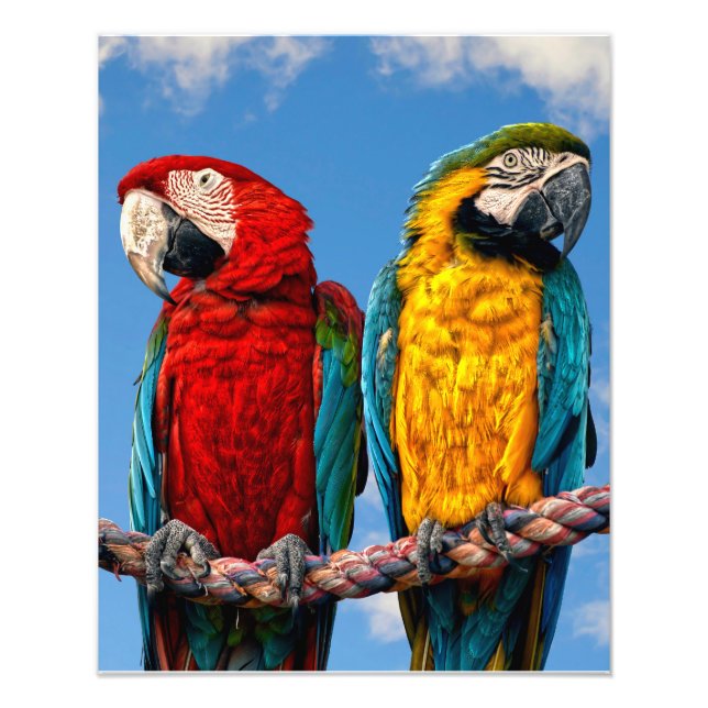 Foto Arara azul e amarela e arara-escarlate (Frente)
