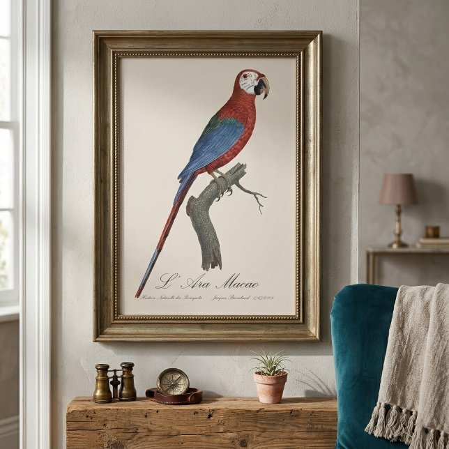 Foto Arara-vermelha, Ara chloropterus (Red-and-green Macaw, Ara chloropterus. Photo Print)
