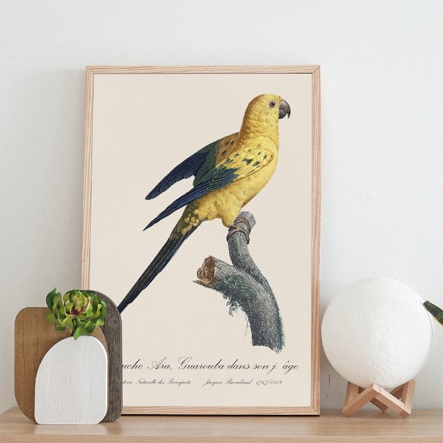 Foto Aratinga-solsticial ou Jandaia-solsticial Aratinga (Guarouba dans sons jeune age / Sun parakeet. Photo Print)