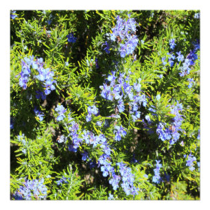 Foto arbusto de florescência do rosemary