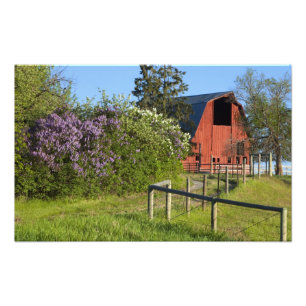 Foto Arbustos lilás em floração e pincéis nas árvores