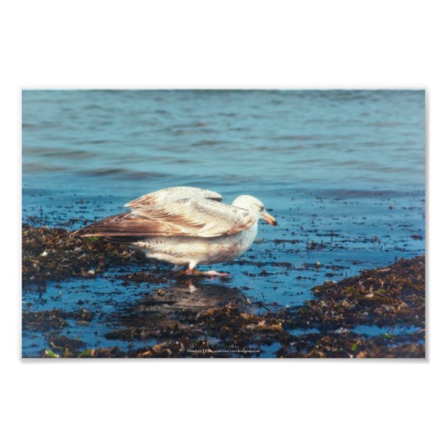 Foto Arenque Gull P1046 (Frente)