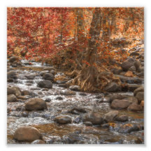 ARIZONA DE SEDONA, RIO FLORESTAL AUTUMN