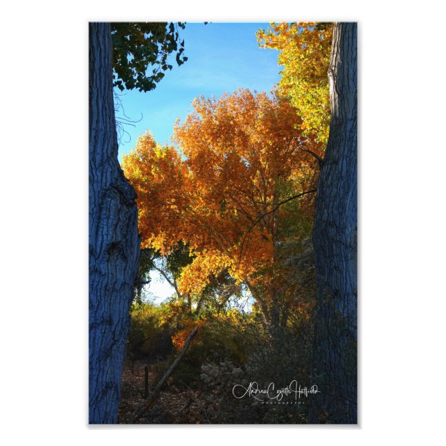 Foto Arizona ouro (Frente)