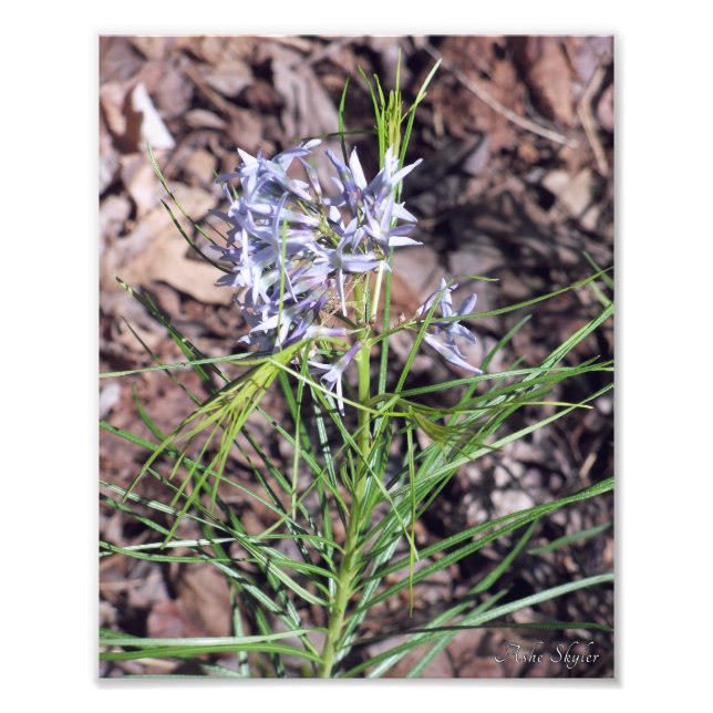 Foto Arkansas Bluestar Needleleaf (Frente)