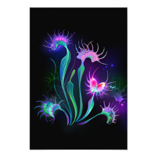 Foto Armando Venus Flytrap