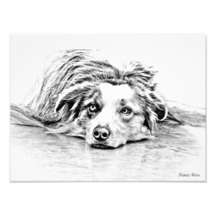 Foto Arte australiana do cão de pastor