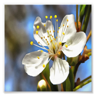 Foto Arte Botânica do Flor de ameixa