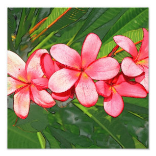 Foto Arte de Frangipani Tropical Rosa