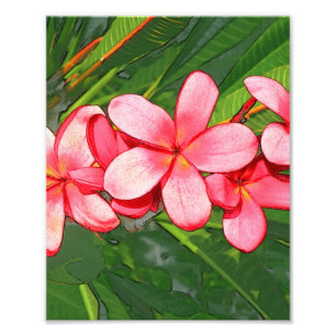 Foto Arte de Frangipani Tropical Rosa
