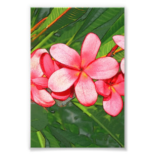 Foto Arte de Frangipani Tropical Rosa