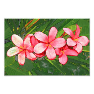 Foto Arte de Frangipani Tropical Rosa