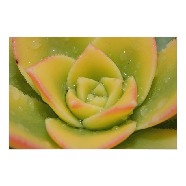 Foto Arte de Parede de Impressão de Suculenta Roseta Ve (Frente)