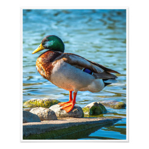 Foto Arte de Parede do Pato-real Impressão de Lago da