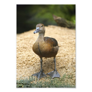 Foto Arte de Pássaros da Creche do Pequeno Pato Assobia