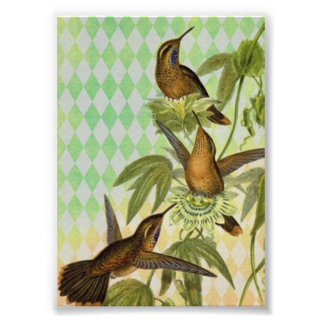 Foto Arte Digital Hummingbird (Frente)