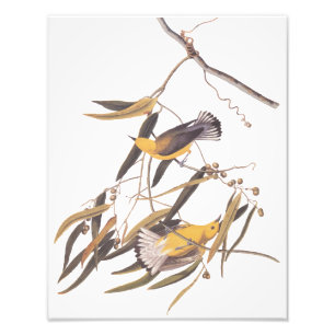 Foto Arte Vintage do Papa-Capim-de-Audubon