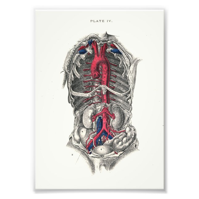 Foto Artérias Impressão de Anatomia Humana de 1895 (Frente)