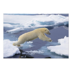 Foto Ártico, Svalbard, urso polar que estende e