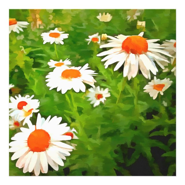 Foto Artista Brilhante Colorido White Garden Daisies v4 (Frente)