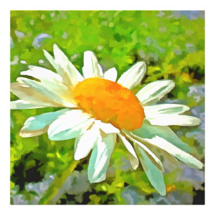 Foto Artista Brilhante Colorido White Garden Daisies v6