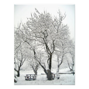 Foto árvore
