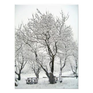 Foto árvore