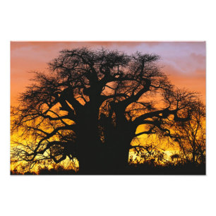 Foto Árvore baobá africana, Adansonia digitata,