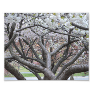 Foto Árvore de cereja 8" de Yoshino" impressão da fot
