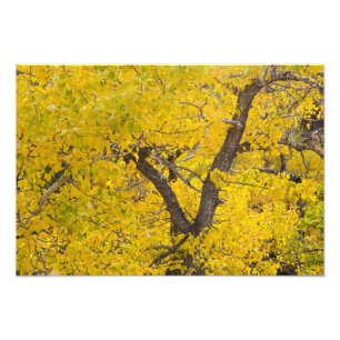 Foto Árvore de Cottonwood em cores de outono intensas e