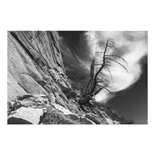 Foto Árvore de Juniper morto na borda de Half Dome Gran