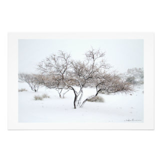 Foto Árvore de Neve por Sidharta Pascual