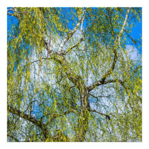 Foto Árvore de pássaros - Primavera está no ar