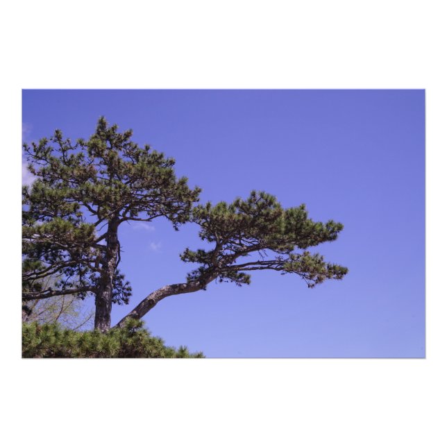 Foto Árvore de pinos de 36"x24" (Frente)