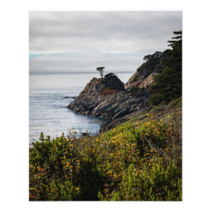 Foto Árvore de solitários em Lobos de Ponto
