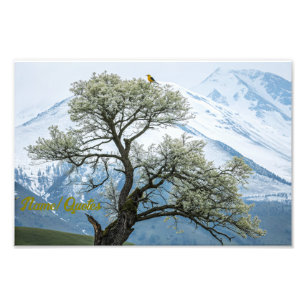 Foto Árvore Florindo Solitária e Montanhas Nevadas