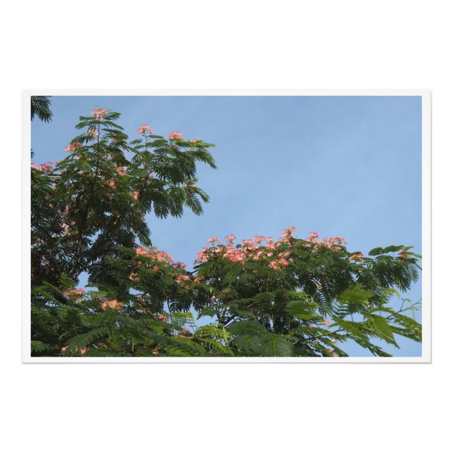 Foto Árvore Mimosa 36"x24" (Frente)