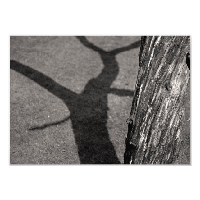 Foto árvore morto (Frente)